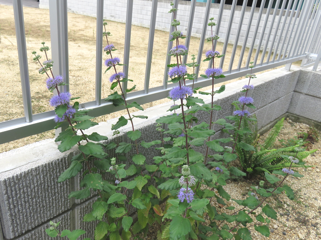 ダンギクの花