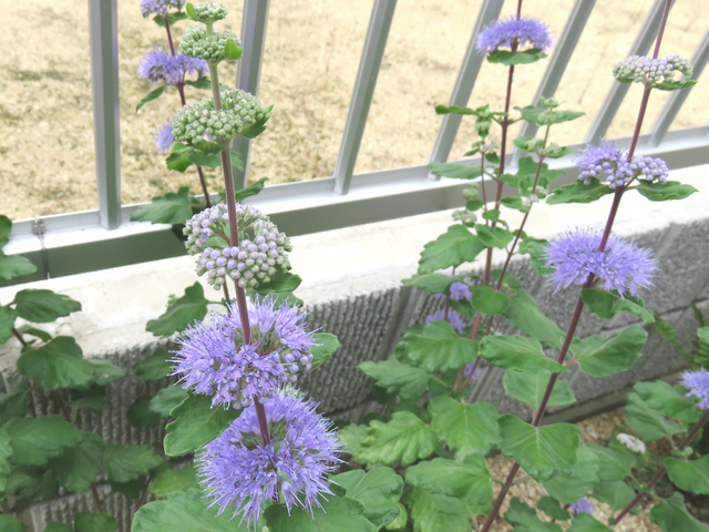 鮮やかな紫の花