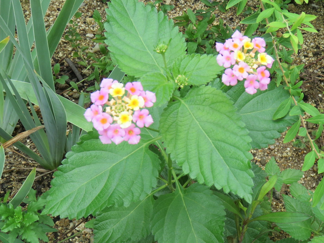 ランタナの花