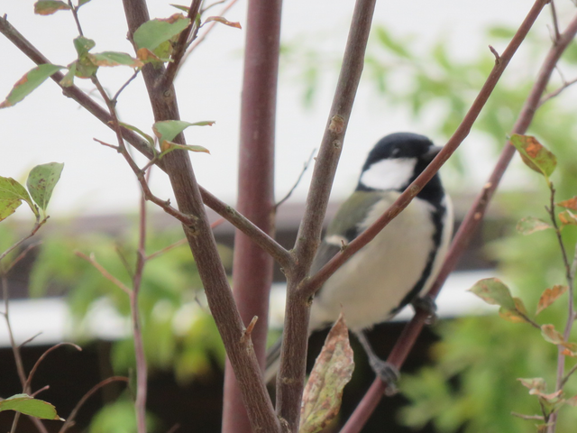 枝越しに写した野鳥