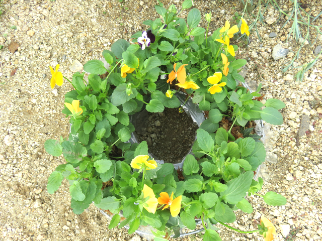 1ヶ月前の寄せ植え