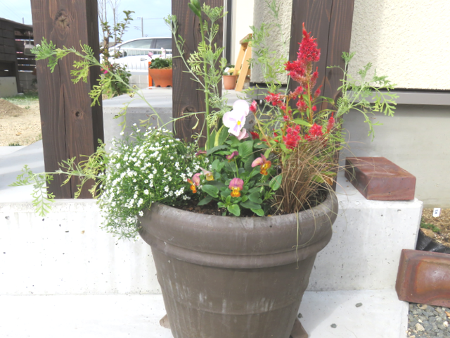 ケイトウやビオラの寄せ植え