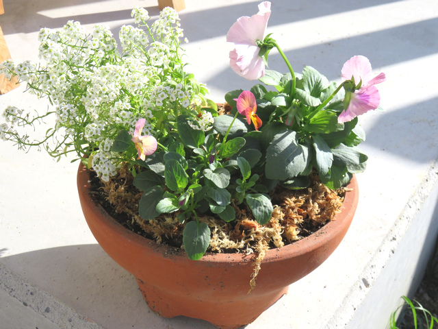 パンジービオラアリッサムの寄せ植え