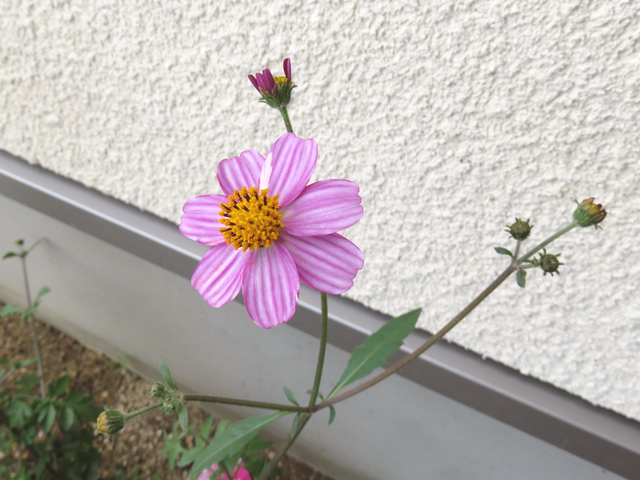 ピンクのウィンターコスモス