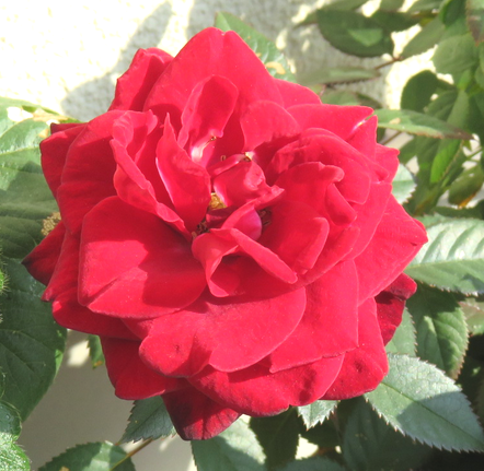 バラの花のアップ