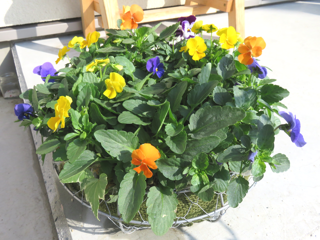 ドーナツ状のビオラのビオラの寄せ植え