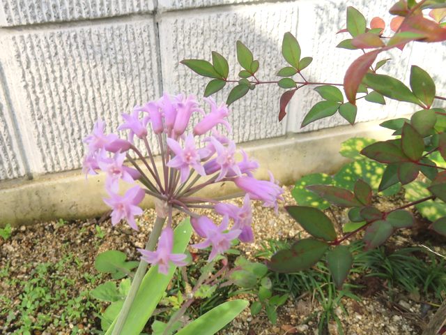 ピンクの小さな花