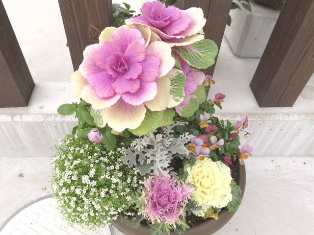 上から見たお正月の寄せ植え