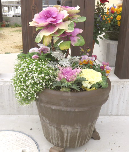 お正月の寄せ植え