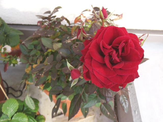 ミニバラの花