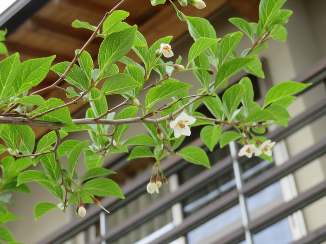 下から見上げたエゴノキの花