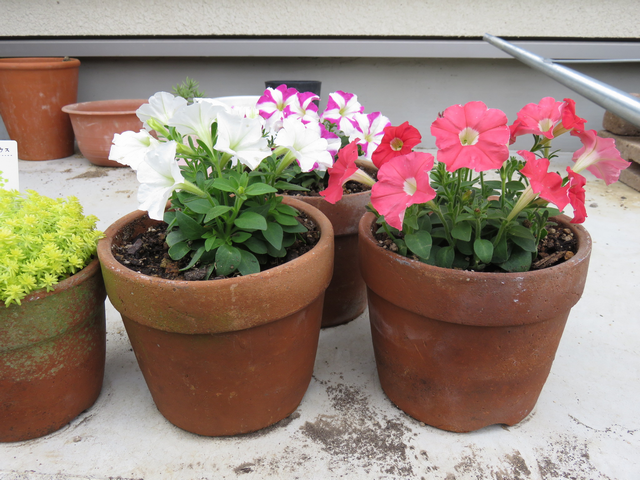 古びた植木鉢のペチュニア