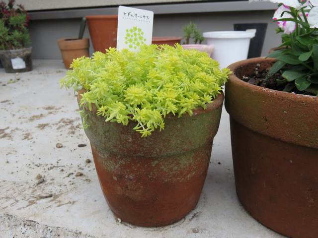 古びた植木鉢のセダム