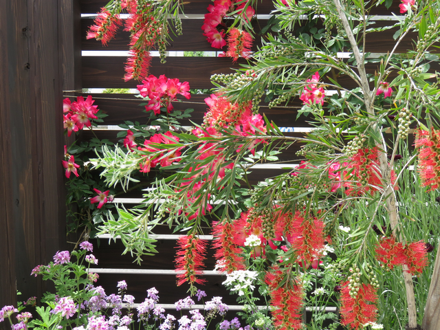 キンポウジュ・ブラシの木とカクテルの花