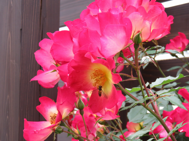 満開のカクテルの花