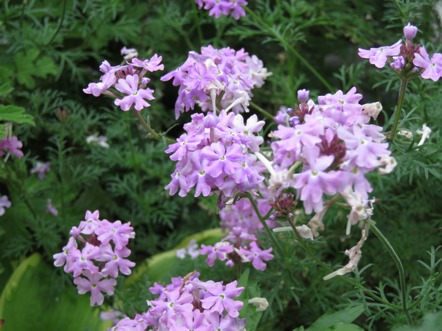 宿根バーベナの花