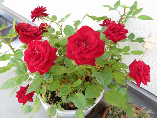深紅のミニバラの花