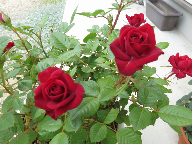 深紅のミニバラの花