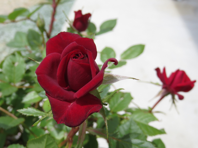 深紅のミニバラの花