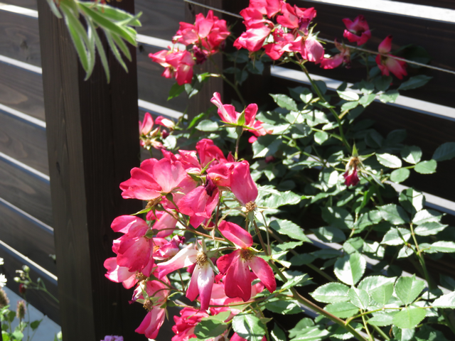 花が終わりかけのカクテル