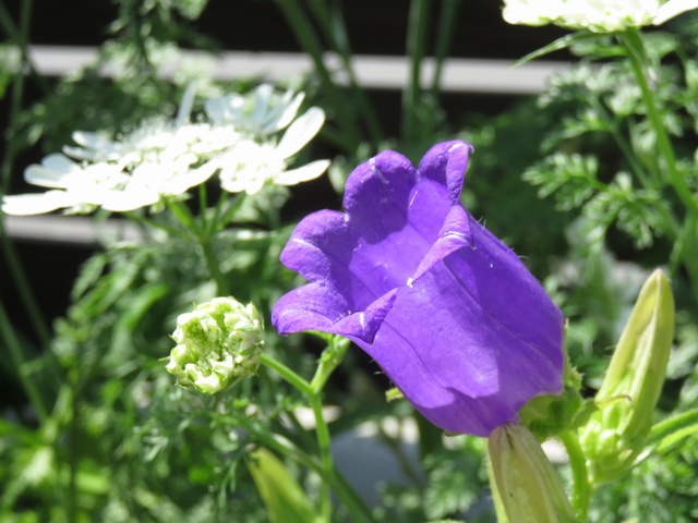 カンパニュラの花