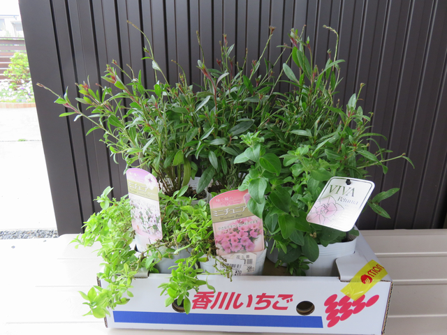 見切り品の苗