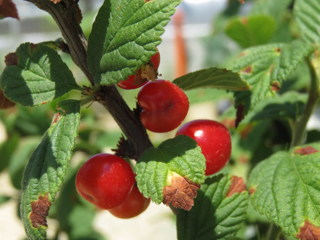 ユスラウメの実