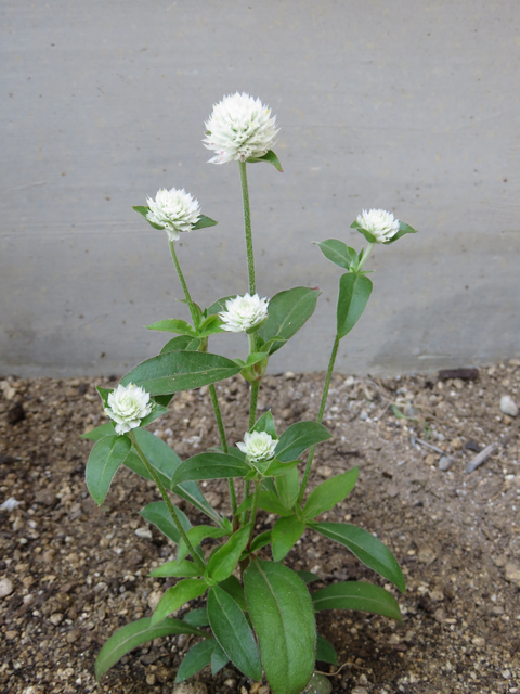 白の千日紅センニチコウ