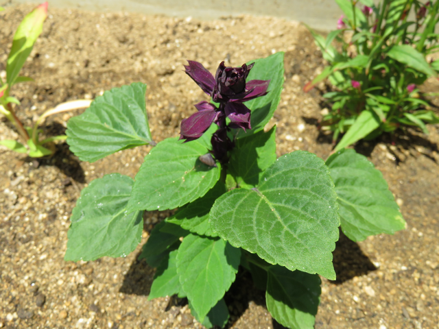 深紫のサルビア