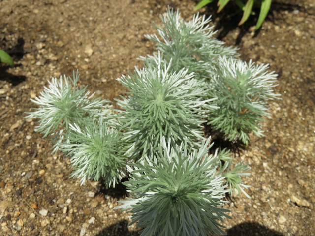朝霧草アサギリソウの苗