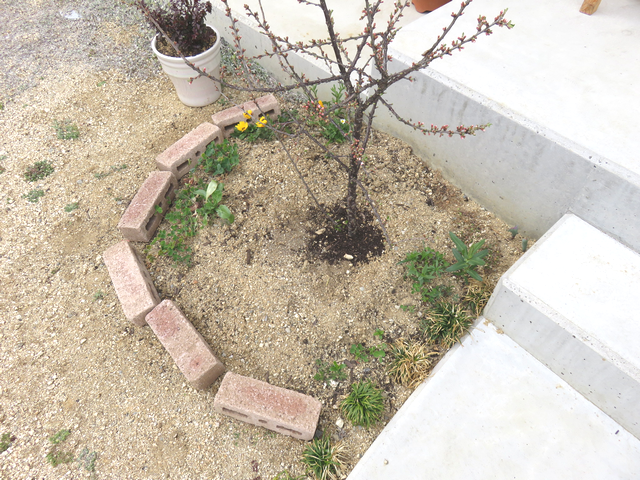 玄関先の花壇ビフォー