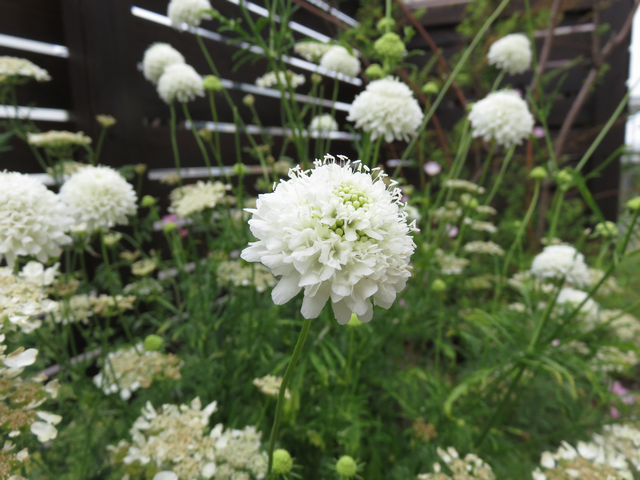 スカビオサ・スノーメイデンの花