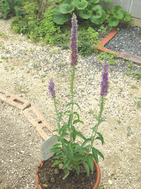 ベロニカ ムルチフローラ バイカラー エクスプローションの花