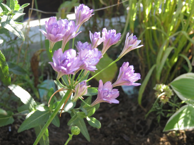 トリテレイアの花