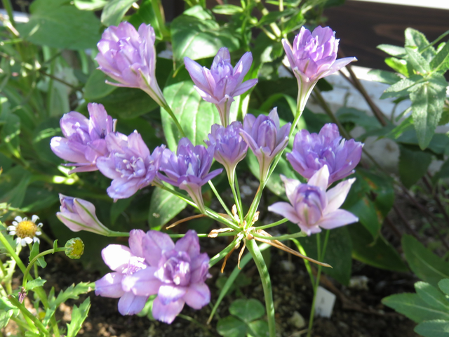 トリテレイアの花