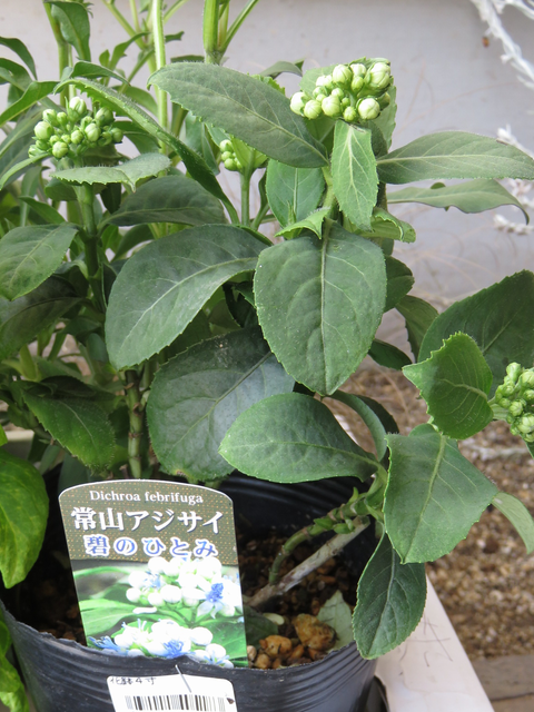 常山アジサイ碧のひとみ