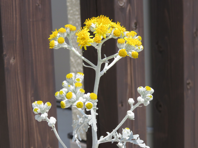 シロタエギクの花の画像