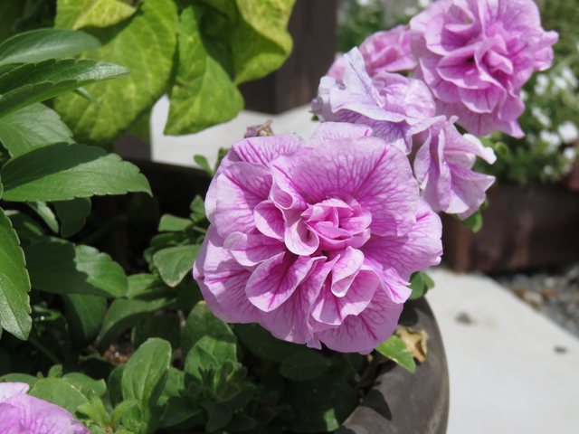 ペチュニアVIVAのピンクの花の画像