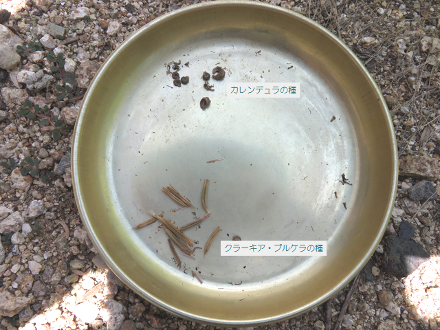 カレンデュラの種とクラーキア・プルケアの種