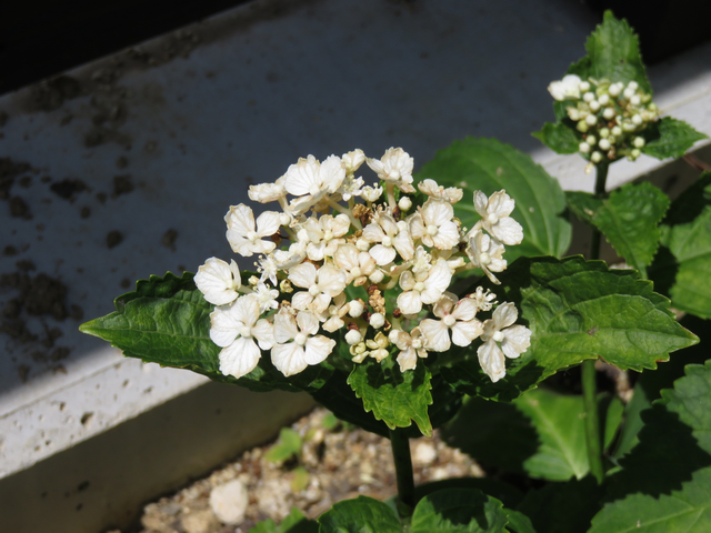アジサイシュガーホワイトの花弱り気味