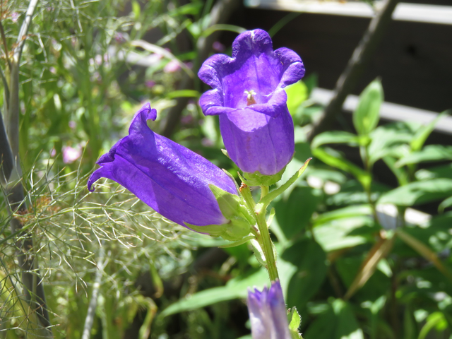 カンパニュラの二番花
