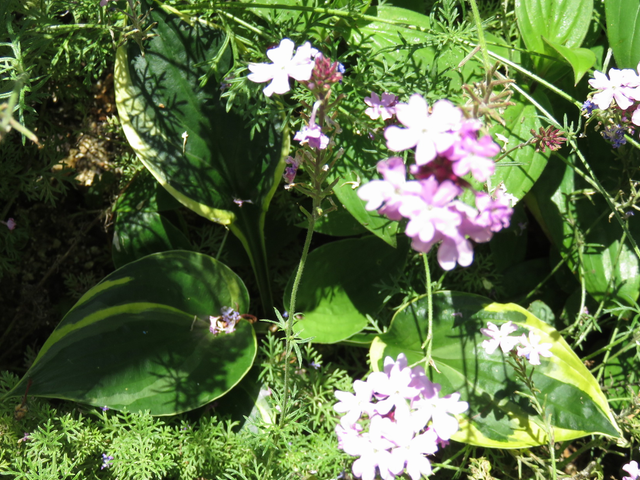花影のギボウシ