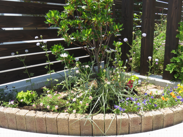コーナー花壇に植えた夏の花