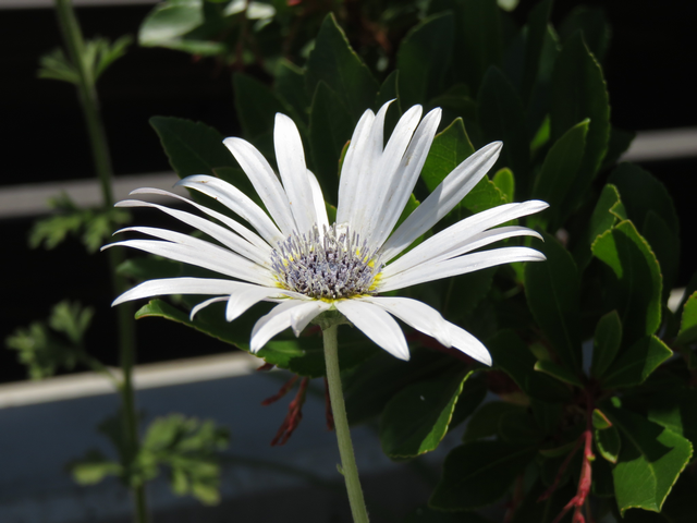 アークトチス・グランディス、ハゴロモギク、羽衣菊の花