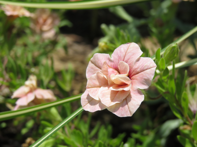 カリブラコアティフォシーアンティークシリーズの花