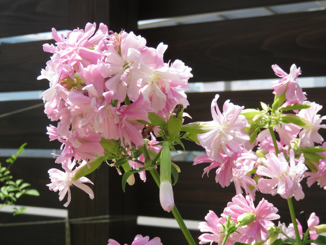 満開のソープワートの花