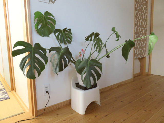 暴れるモンステラの画像