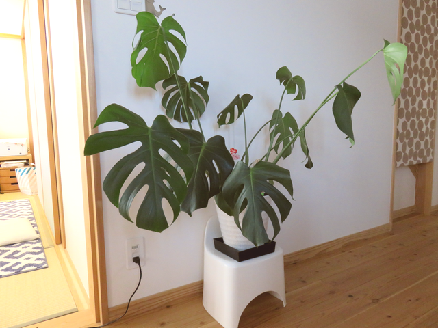 緊縛されたモンステラの画像