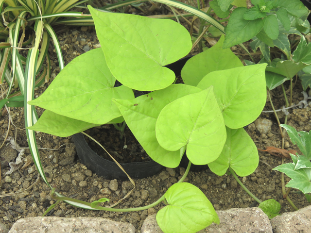 イポメアの挿し木苗の画像