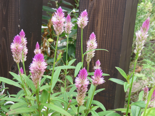 ケイトウ・サマーラベンダーの花の画像